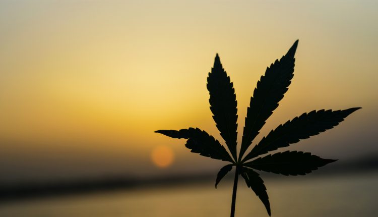Navigating the Legal Landscape -Marijuana