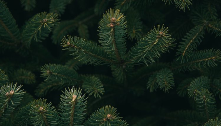 The Economic and Environmental Impact of Your Texas-Grown Christmas Tree