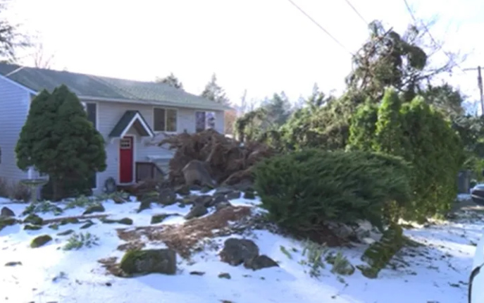 Arctic blast downs more than 350 trees, large branches in Portland