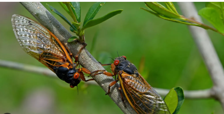 Rare Cicada Emergence Expected West of Ohio: A Once-in-221-Years Phenomenon