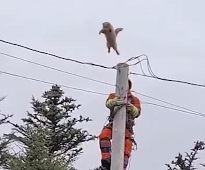APS Crews Rescue Cat Stranded Atop Electrical Pole in Eloy