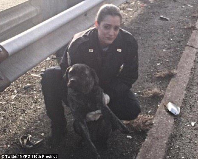 Owner Facing Charges as NYPD Officers Rescue Injured Puppy in Washington Heights