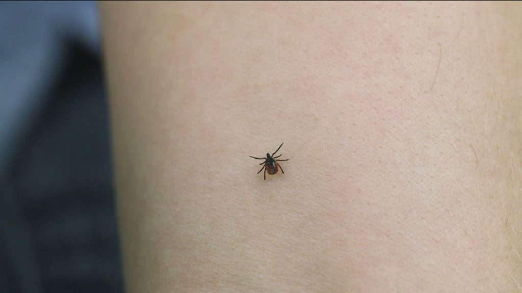 Stay Tick-Free: ODNR's Top Tips for a Safe Summer