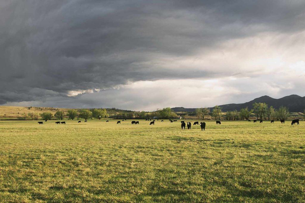 Tragic Lightning Strike Kills Rancher and 34 Cows